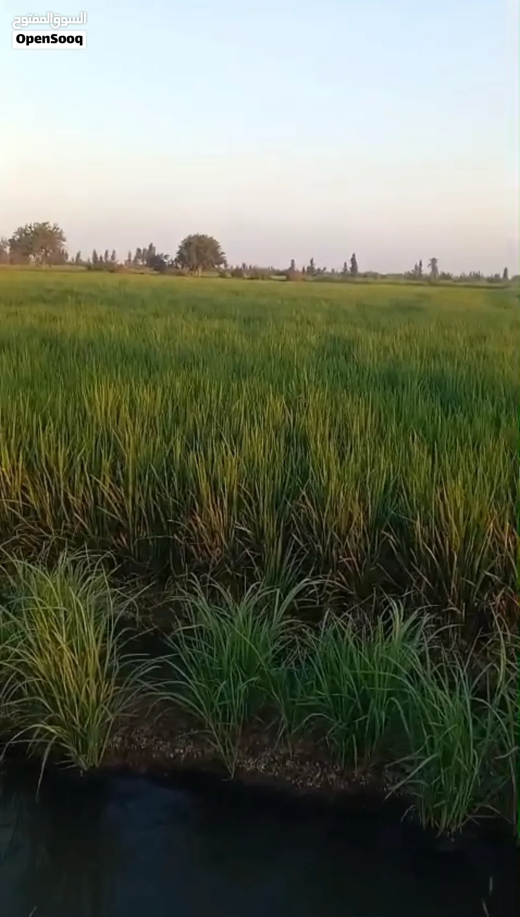 قطعة ارض مميزة للبيع بسعر لقطة