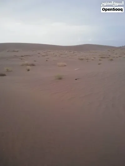 ارضيه في قلب الجاح وادي النخيل عرطه بمعنى الكلمه تابع الوصف