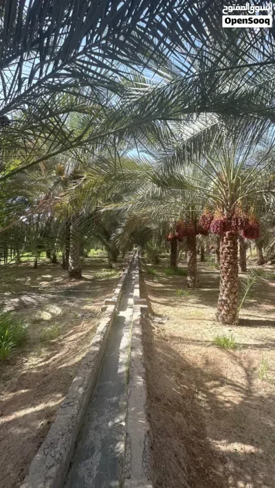 للبيع نخل في جعلان بوحسن مريبي