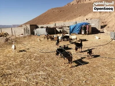 للبيع أرض زراعية 17 الف متر القطن - بروج