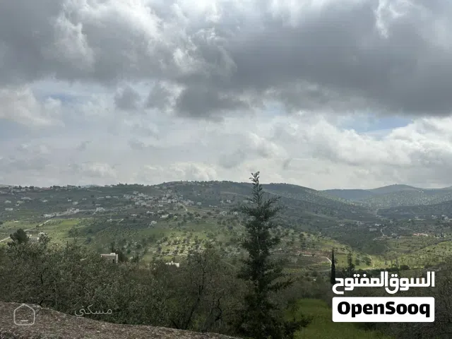 ارض مميزة بيرين (صروت ) تل القمر مشجرة زيتون من المالك مباشرة
