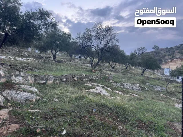 دنم للبيع في بيرين صروت لعمل شاليه او سكن بين احراش بلوط