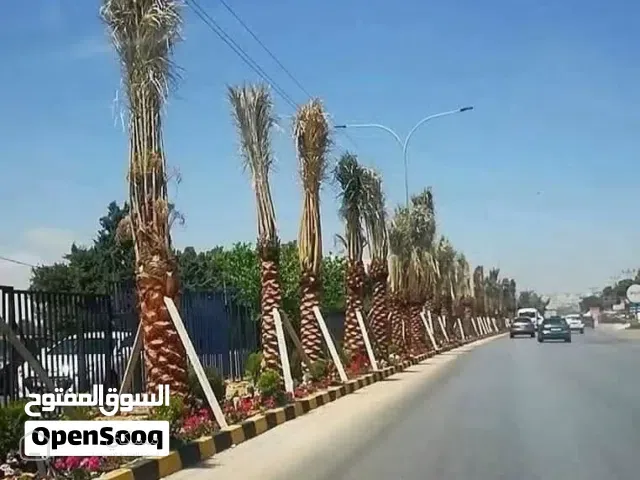 سكن أ احكام خاصة