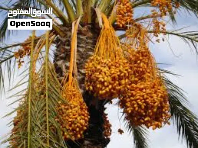 مزارع نخيل ملوكية في اغوار الاردن كاملة