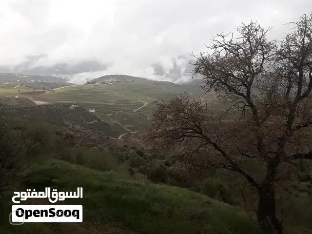 ارض زراعية في منطقة مميزة بالسلط مليئة بشجر الزيتون المثمر