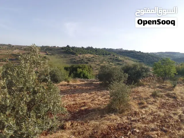 اطلالة نادرة في افضل اراضي سوف مشجرة زيتون و لوزيات
