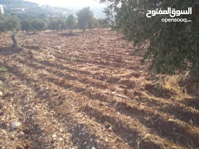 جبا مقابل ثغرة عصفور مشجره زيتون منبسطة