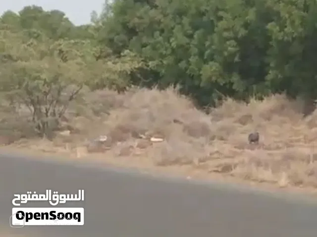 مزرعه على الأزفلت مباشره