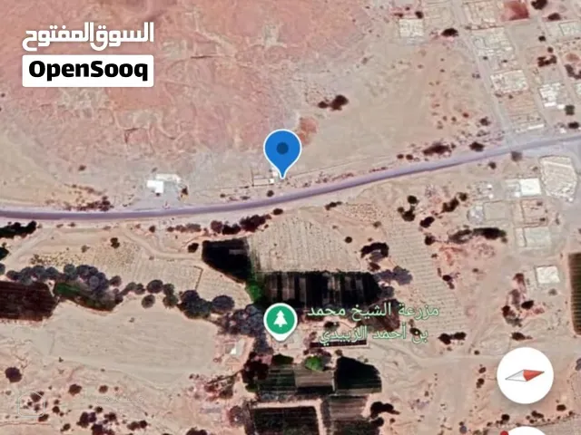 زيد العلوي